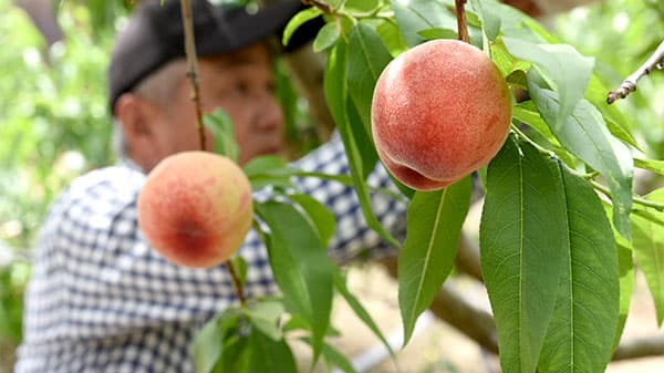 「日川白鳳」など特産早生桃の収穫開始　桃の即売会も開催　川西市加茂地区