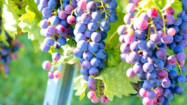 創業100年のブドウ苗木業者が破産　天候不順で売上急減、負債約1億円　山形