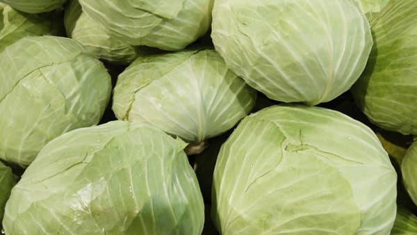 キャベツの高値いつまで　出荷増えるが小玉多く　産地のＪＡ、農家の声