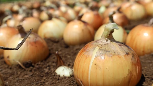 小田原市特産の「下中たまねぎ」姉妹都市・八王子市の給食に提供