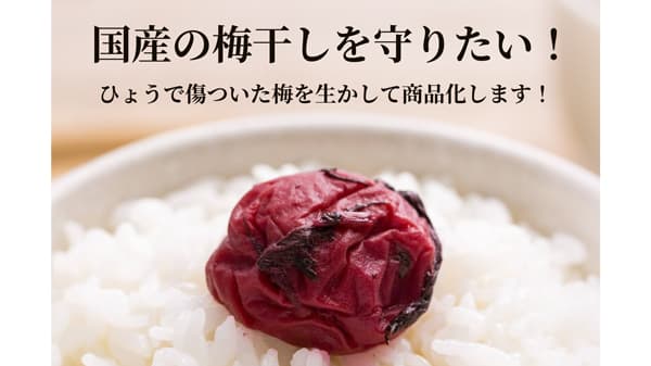 「雹で傷ついた梅を活かし、日本の梅文化を継承」梅ボーイズがクラファン開始