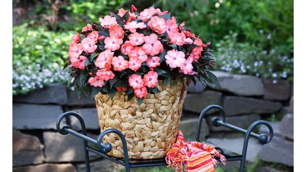 花壇・鉢植え植物の展示会「千葉パックトライアル2023」に初出展　デュメンオレンジ社