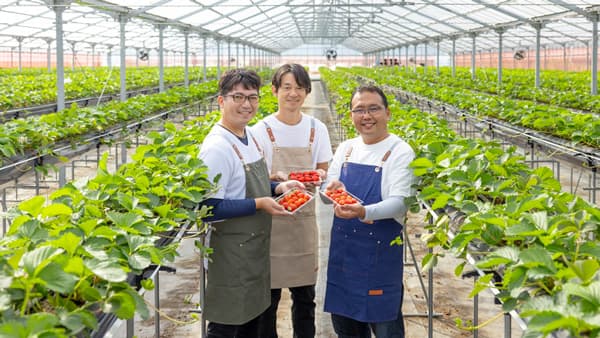 自社栽培の大阪いちご「はるかすまいる」 販売開始　近鉄百貨店