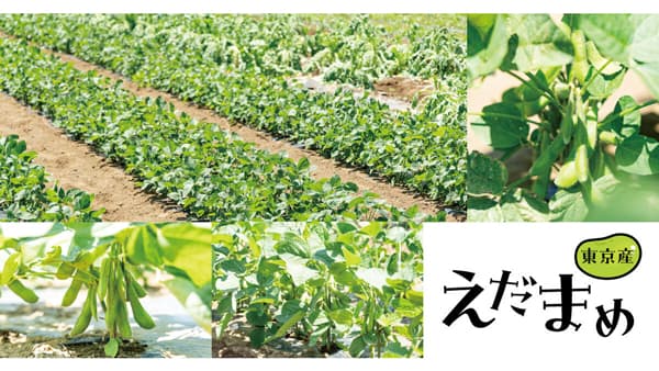 鮮度抜群の東京産枝豆を体感「東京クラフトえだまめ採れたてファームイベント」開催　ぐるなび