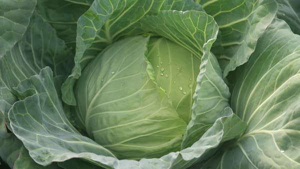 「端境期の高騰」キャベツも　猛暑や台風、生育に影響　産地リレーつながらず