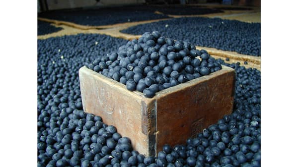 丹波篠山市発祥　世界最大級の黒豆「丹波黒」が出荷最盛期