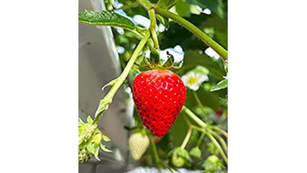 「かおりの」など高品質いちご3品種　総量約160トンへ初出荷　ファーマインド