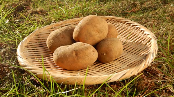 江戸東京野菜「治助イモ」オリジナルレシピ募集「都内高校生料理コンテスト」開催　ＪＡ東京中央会