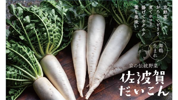舞鶴の京野菜「佐波賀だいこん」出荷開始　ＪＡ京都にのくに直売所などで販売
