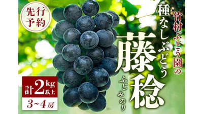 最大級の種なしぶどう「藤稔」ふるさと納税返礼品で先行予約開始　宮崎県新富町