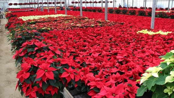 クリスマスを彩るポインセチア　篠園芸で15品種6万鉢が出荷最盛期　埼玉県入間市