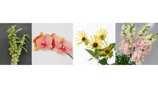 「フラワー・オブ・ザ・イヤーOTA2025」最優秀賞はＪＡ高知県の「七立栗」大田花き