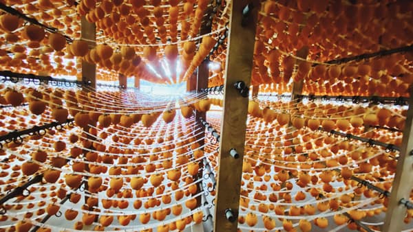 甘みたっぷり　季節限定「あんぽ柿」を販売開始　福島県国見町