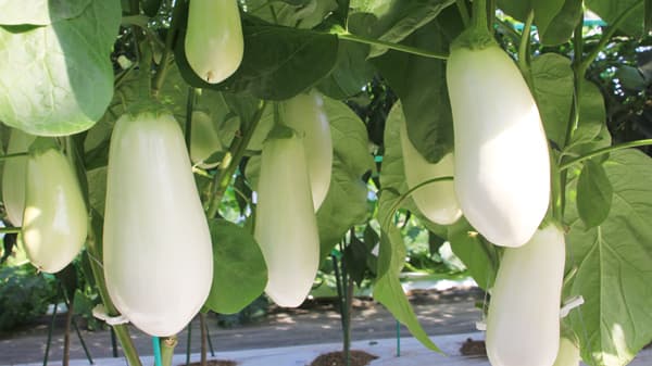 ナス多様性の時代へ「とろ～り旨なす」本格出荷開始　トキタ種苗