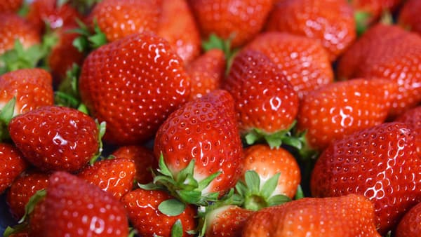 こだわりのキンド酵素栽培による佐賀県の新品種「いちごさん」販売開始