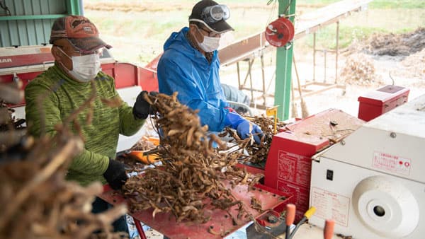 おせちに欠かせない「世界最大級」の黒豆「丹波黒」出荷最盛期　兵庫県丹波篠山市