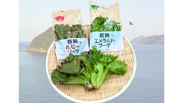 きらきらベジ「若狭エメラルドブーケ」「若狭ルビーリーフ」新発売　日本山村硝子