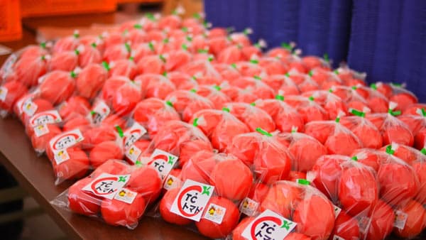 島根から全国へ　大玉で高糖度「TCトマト」販売開始　TC浜田農場