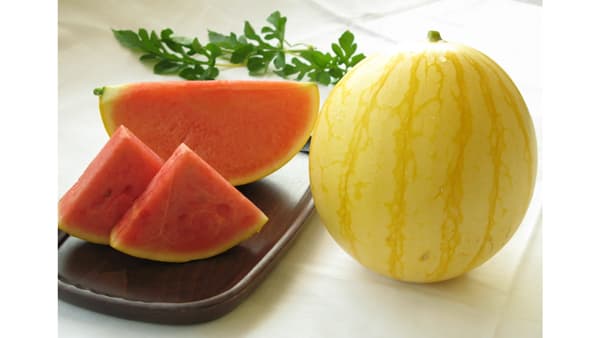 福井市園芸センターが開発　甘さもリッチな「金福すいか」予約受付開始