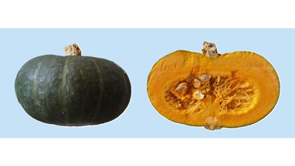 かぼちゃ新品種「栗のめぐみ2号」朝日アグリアと共同で育成　農研機構