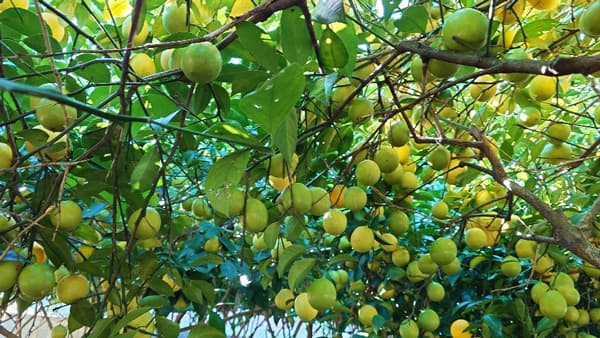 住宅街で育つ10種の柑橘「松戸のレモン」が収穫最盛期　千葉県松戸市