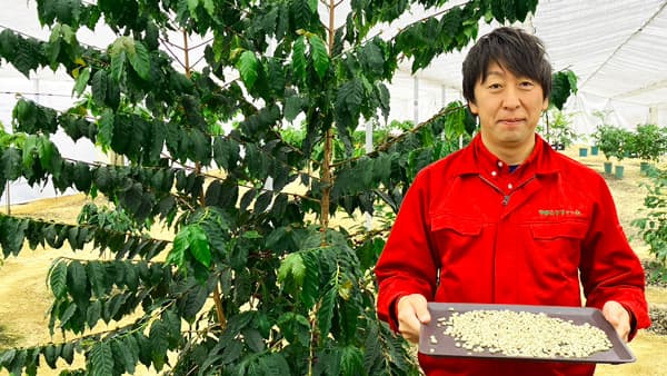 本州で「国産コーヒー」の栽培&収穫に成功　やまこうファーム