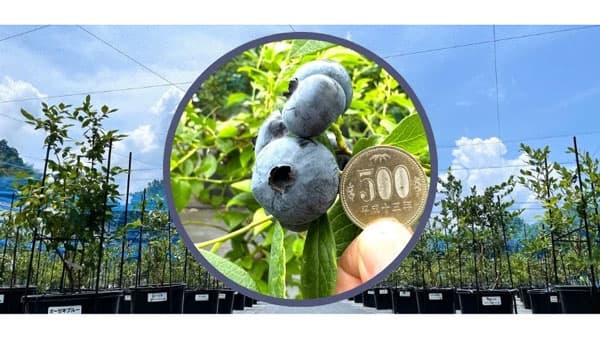 40品種を食べ比べ「ブルーベリー狩り」予約開始　ブルーベリーラボ直方