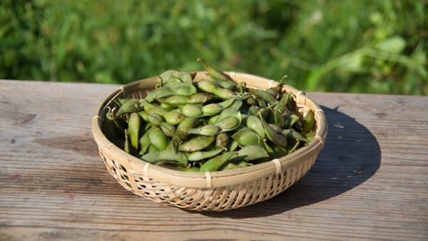 幻の枝豆「丹波篠山黒枝豆」2025年の解禁日は10月10日に決定