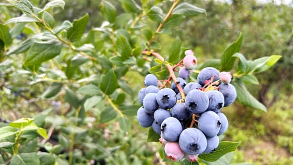 無料でブルーベリー食べ放題　山形・鶴岡の月山高原で地域活性イベント開催