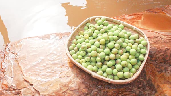 「おふろcafe 白寿の湯」で「梅の日」にあわせて「温泉梅風呂」「梅ジュース作り体験教室」　ONDOホールディングス