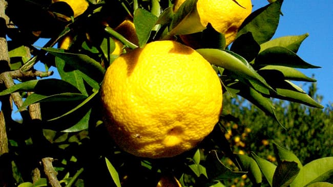 寒地ゆずでブランド化　宇都宮の「宮ゆず」が出荷開始