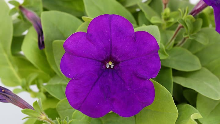 雨に強い実生系ペチュニア「バカラiQ」シリーズに新色追加　サカタのタネ