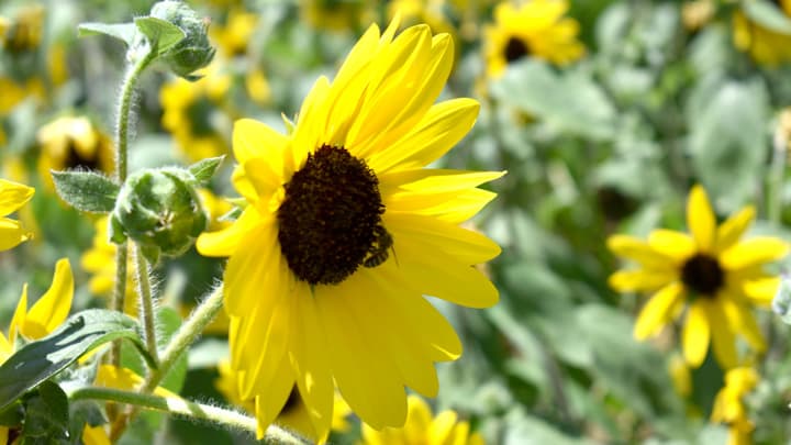 ミツバチとヒマワリで地域産業創出ー　渥美半島でミツバチ花畑プロジェクト始動　シンジェンタジャパン他