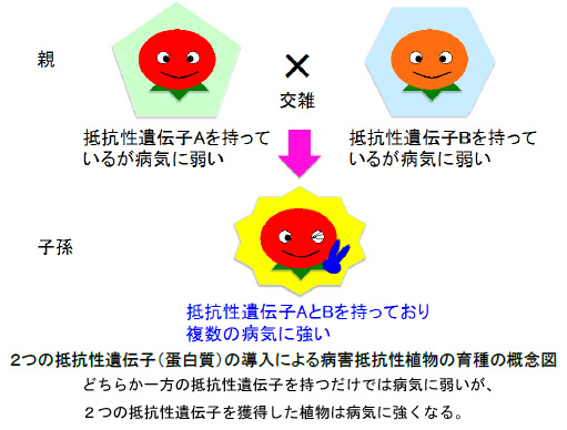 「育種の方法論が変わる」 抵抗性作物開発の新技術