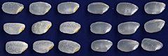 「きんのめぐみ」（左）と通常の白米の比較。きんのめぐみは胚盤が残るように精米された「金芽米」だ