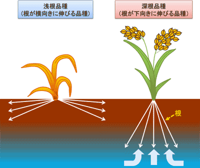 一般的な水稲（左）と陸稲の根張りのイメージ。