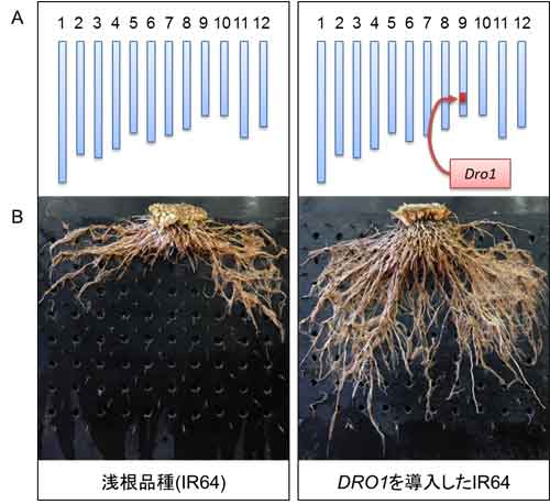 ＤＲＯ１遺伝子を導入したＩＲ６４（右）と従来品種。右は根ののびる方向が下向きになっている。