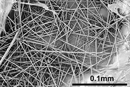 キウイフルーツ果実から精製したシュウ酸カルシウム針状結晶の電子顕微鏡写真（生物研発表資料より）