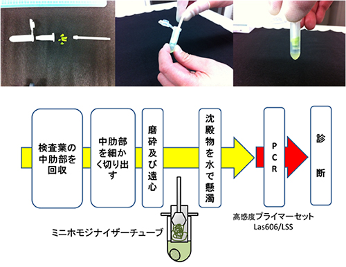 はダイレクトPCR法のスキーム。検査する葉の中肋部（葉脈の中央の太い部分）を細断した試料を、市販のミニホモジナイザーチューブを用いて磨砕・遠心し、沈殿物を滅菌水で懸濁したものを鋳型としてＰＣＲを行う