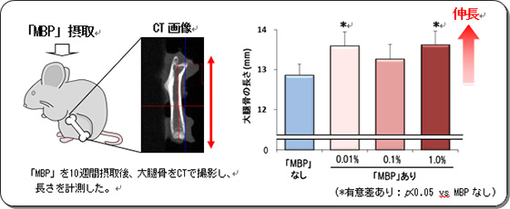 「MBP」投与後の大腿骨の長さ