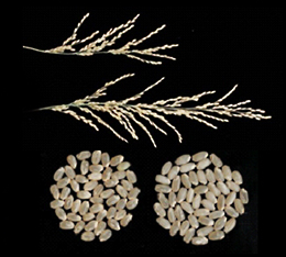 穂は下、米粒は右が新品種。そのほかはコシヒカリ。