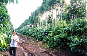 ベトナム・中部高原（ダクラク省）のコーヒー園。高木はシナモン。日陰をつくる樹木としてシナモンノキが利用されている。シナモンノキは同時に樹皮がシナモンに利用できる。