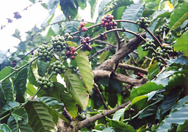 ベトナム・中部高原のコーヒー園。ロブスタ種のコーヒーノキ。