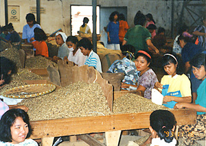 インドネシア（南スマトラ）の小農民コーヒー園。加工場で手選別されるコーヒー豆。