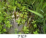 A[i