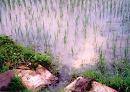 米ぬか、大豆散布後のほ場