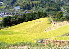 除草剤散布風景