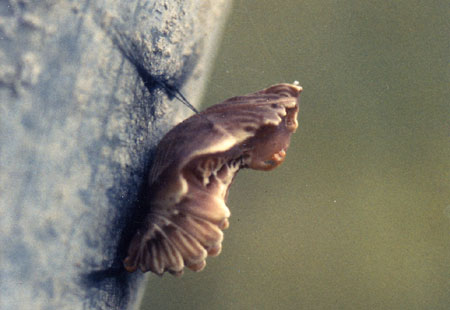 お菊虫はジャコウアゲハの蛹