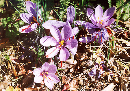 77 サフラン（Saffron, 学名Croccus sativus）
