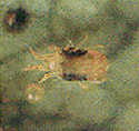 ナミハダニ雌成虫　（体長約0.4mm）